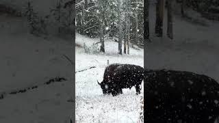 Big bison just chillin’ in a late fall Yellowstone snowstorm ️ #wildlife #animals #yellowstone