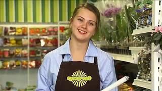 СуперСад Фитолампы