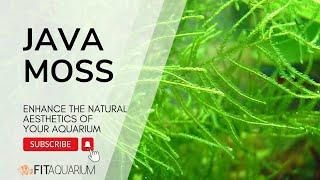 JAVA MOSS