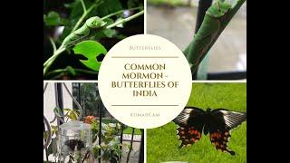 Common Mormon - Butterflies of India