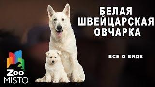 Белая швейцарская овчарка - Все о породе собаки | Собака породы белая швейцарская овчарка