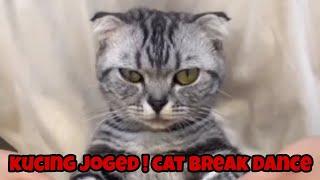 kucing joged ! cat break dance