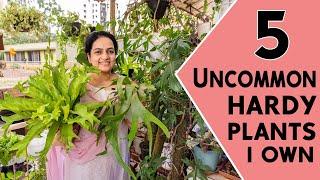 Top 5 Uncommon Hardy Plants I Own (May 2021) | Indoor plants | Plant Care | Unique Plants