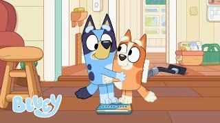 Il est temps de poursuivre les aventures de Bluey | Bluey Français Chaîne Officielle