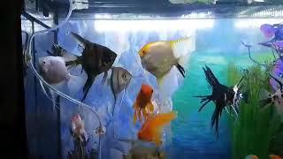 Lion Head Fish and Angel Fish are fascinating!!!