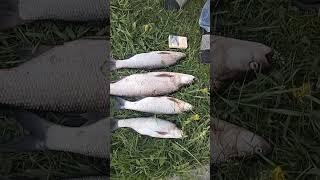 ХОРОШАЯ РЫБАЛКА НА ЖЕРЕХА УГАРНУЛИ НАД ДРУГОМ 