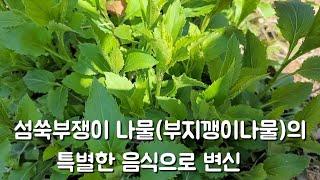 섬쑥부쟁이나물(부지깽이나물)의 변신 무얼 해먹었을까요?