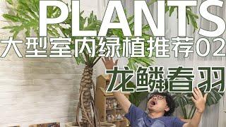 龙鳞春羽！客厅大型室内绿植必买推荐。一棵树撑起一片森林的大型绿植。