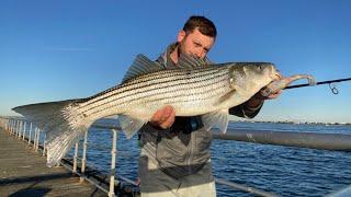 Stripers EVERY CAST!!! 11/15/23 Surf Fishing Long Island's Fall Run