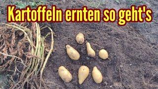 Wann Kartoffeln ernten? Wann sind Kartoffeln reif für die Ernte? Meine Kartoffelernte aus dem Topf