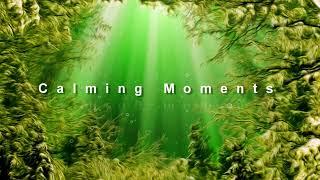 Beautiful Relaxing Music - "Calming Moments" ⏺ Sleep Music, Meditation, Zen, Calm, Stress Relief