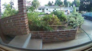 How one of the postman treats our packages here in Eugene OR (OFL 1625)