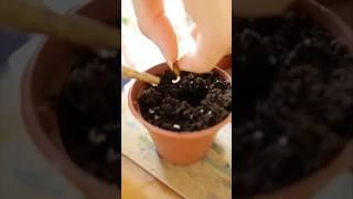 Grow a Lemon Tree from Seed Steps for Success #shorts #lemon #gardening #plants