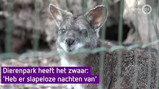 Bijna alle dierentuin zijn dicht, behalve De Paay in Beesd