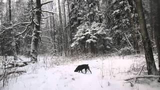 Зимний лес - январь 2016 года