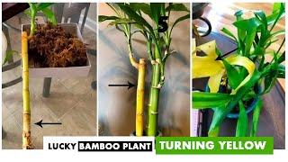 5 Reasons why your Lucky bamboo plant leaves TURNING YELLOW | Money Feng shui