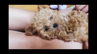 강아지 혀는 어떻게 들어갈까? ㅋㅋ《강아지 혀 개인기 1탄》cute puppy /maltipoo