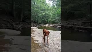 Vizsla