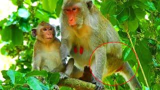 Janna Monkey Calls Emergency After Catching Milk Cos Jane Monkey Catch Janna Monkey's Hand To Notice