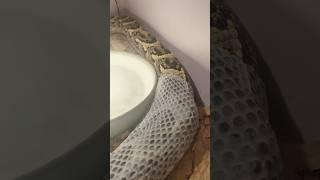 Giant snake shedding his dead skin | Complete Video