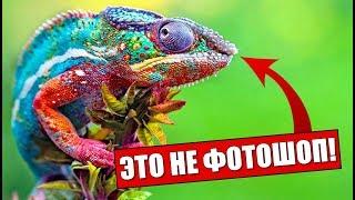 5 САМЫХ УДИВИТЕЛЬНЫХ ЖИВОТНЫХ [FACTOFF]