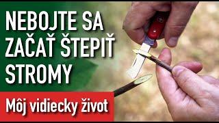 Jesenné štepenie čerešne - bude zo mňa Ivan Hričovský?