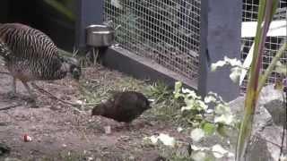 QUAIL Vs. PHEASANT @ The Pheasantasiam (Large Aviary)