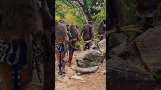 The Truth of Unbelievable tribe Hunts And Eat  Baboons / Hadzabe Tribe #africa #wildlife #primitive