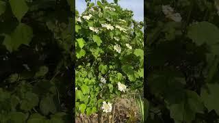 White flowers in our garden #shorts