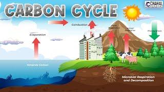 Carbon Cycle for IAS/UPSC Civil Services Exam: Environment Simplified