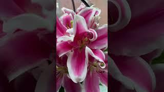 Lilium | lily | flower shorts | gardening in Telugu | flower garden