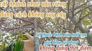 cắt nhao sầu riêng làm bông như thế nào cây không thiếu lá bông ra ngon