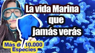 El lugar más interesante al que jamás han ido!                  Atlantis Aquarium de Madrid ESPAÑA.