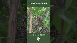 Cardinal Nest - Part 1