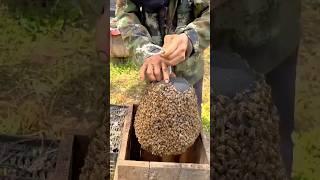 Bees are being kept in boxes, and delicious honey will be made from them #bee #honey