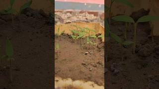 Reusing ️ plastic container ⏩ Germinate Brinjal seeds   #reuse #shorts