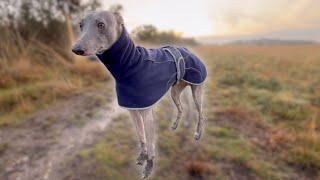 Walking A Whippet | Chobham Common | Sunset