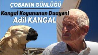 Kangal Koyununun Duayeni Adil Kangal ve   Umut Taşdelenle Kangal Koçu ve  Koyunu