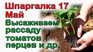 ШПАРГАЛКА 17.  Высаживание рассады. Пошагово.