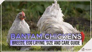 Bantam Chickens Breeds, Egg Laying, Size and Care Guide