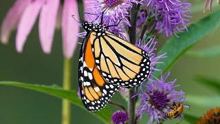 U.S. Fish & Wildlife Service - Monarch Announcement