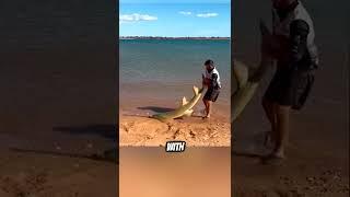 Man helps sawfish back into the sea ️ #shorts