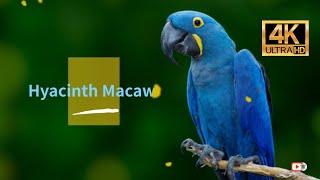 Hyacinth Macaw 4K