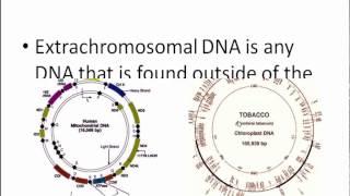 Extrachromosomal gene/DNA