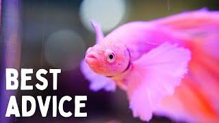Everything You Should Know Before You Get a Betta! 7 Tips for Keeping Bettas in an Aquarium!