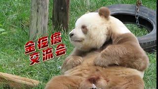 大熊猫七仔：什么金疙瘩交流会，我会怕这个