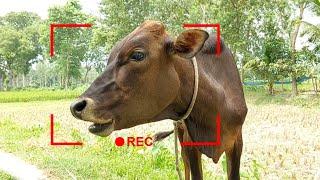 Animal Sounds, Cow Sound For Instant Calm | August Best Cow Sound 2023 | Tobibul