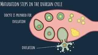 Oogenesis - the ovarian cycle (Part 1)