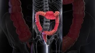  The Large Intestine: A Marvel of Digestion  #anatomy