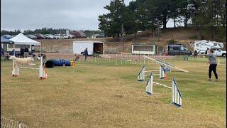 Camelot the Samoyed - combined AKC & USDAA dog agility trials - Saturday 07.02.2022 runs